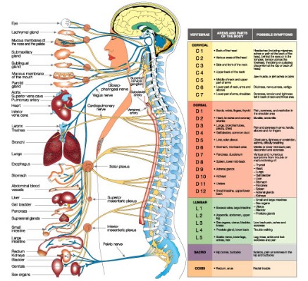 Chiropractic Adjustment Chart